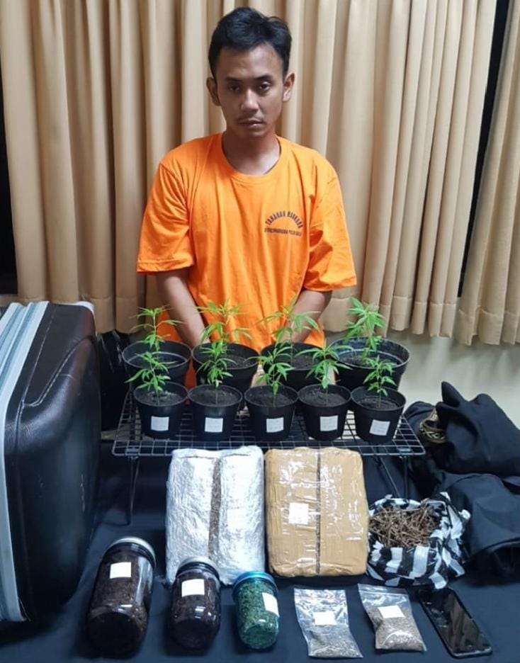 Tanam Ganja Gunakan Pot, Pria Asal Jakarta ini Dihukum 10 tahun