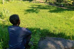 Gegara Si Erang, Hektaran Tanaman Padi di Subak Magetelu Gagal Panen