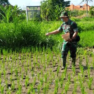 Jaga Demplot Padi Tetap Sehat, Kodim Klungkung Laksanakan Pemupukan 