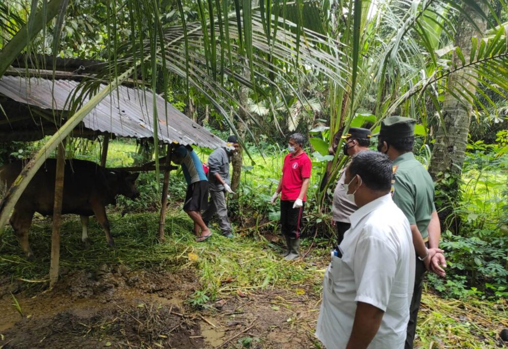 vaksinasi-pmk-di-kecamatan-rendang-baru-sasar-500-ekor-sapi