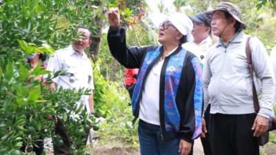 ketua-tp-pkk-bali-ny-putri-koster-meninjau-budidaya-jeruk-keprok-tejakula