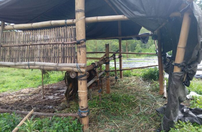 pencurian-sapi-sasar-desa-ban-polisi-dalami-rekaman-cctv