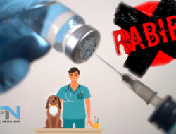 Sebulan, 9 Kasus Gigitan Anjing Rabies