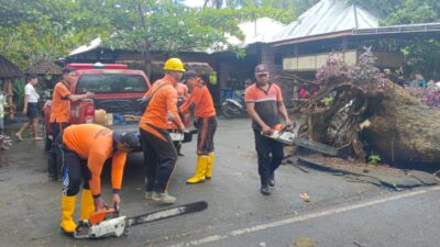 trc-bpbd-sigap-tangani-pohon-suar-tumbang-di-jalur-singaraja-gilimanuk