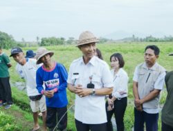 Kebutuhan Cabai Meningkat, Diperpa Panen Cabai Di Subak Perang