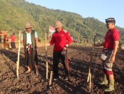 Target 400 Hektar, Bupati I Gede Dana Awali Gerakan Tanam Jagung di Subak Datah