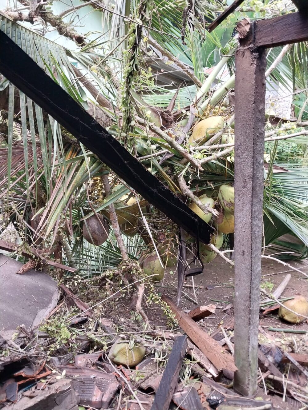 sempat-selamatkan-diri-sebelum-dapur-jro-mangku-hancur-tertimpa-pohon-kelapa