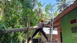 pohon-kelapa-roboh-dan-menimpa-rumah-warga-di-selumbung