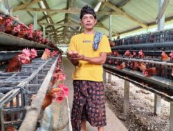Peternak Ayam Petelur di Karangasem Tercekik Harga Jagung