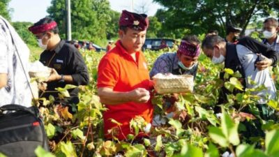 program-pengembangan-kapas-di-karangasem-terus-dikembangkan-tahun-2024-ditarget-25-hektar