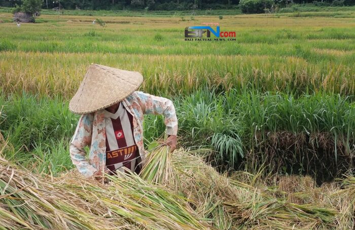 dinas-pertanian-target-tingkatkan-produksi-padi-di-karangasem-tahun-2024