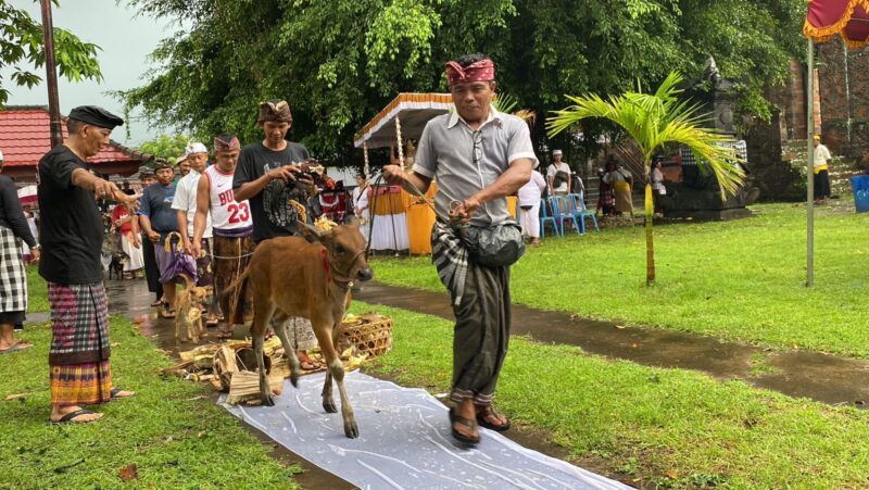 mapepada-tawur-kesanga-nyepi-caka-1946-di-desa-adat-buleleng-belasan-hewan-kurban-disucikan