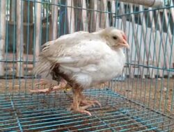 Ayam Berkaki 4 Milik Gunawan, Hebohkan Karangasem