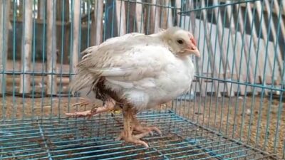 Ayam Berkaki 4 Milik Gunawan, Hebohkan Karangasem