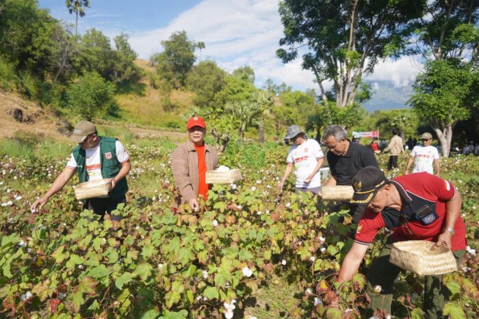 bupati-gede-dana-panen-kapas-jenis-kanesia-18-bersama-kelompok-tani-karya-mandiri
