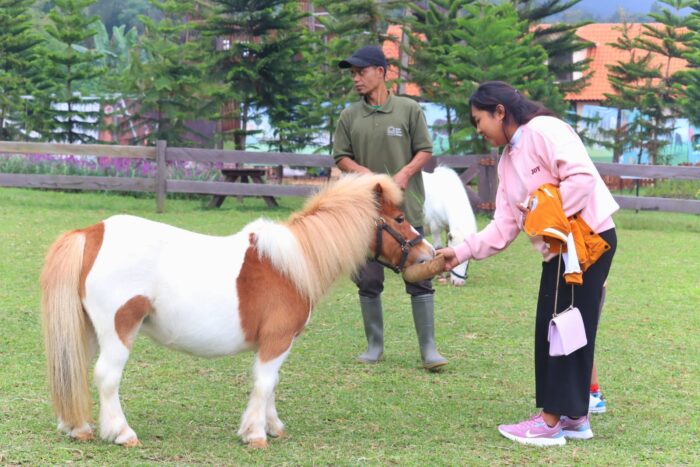 bali-farm-house-destinasi-wisata-baru-di-buleleng-komitmen-dukung-pad-dan-serap-tenaga-lokal