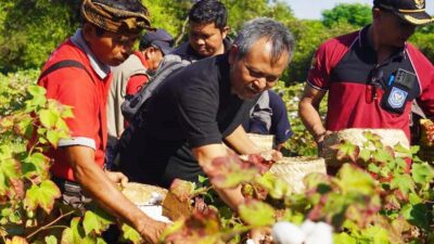harga-masih-murah-petani-kapas-diharapkan-melakukan-penanaman-mandiri