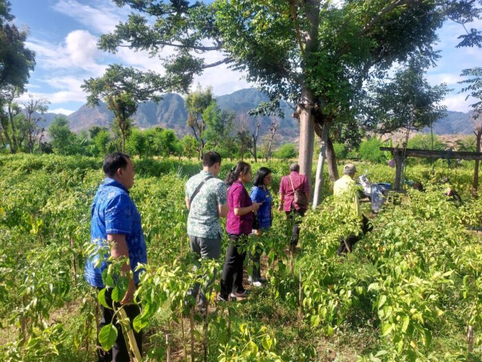 kendalikan-inflasi-cabai-satgas-pangan-kabupaten-buleleng-tinjau-sentra-produksi-di-gerokgak