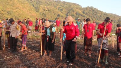 harga-tak-menjanjikan-petani-kapas-karangasem-enggan