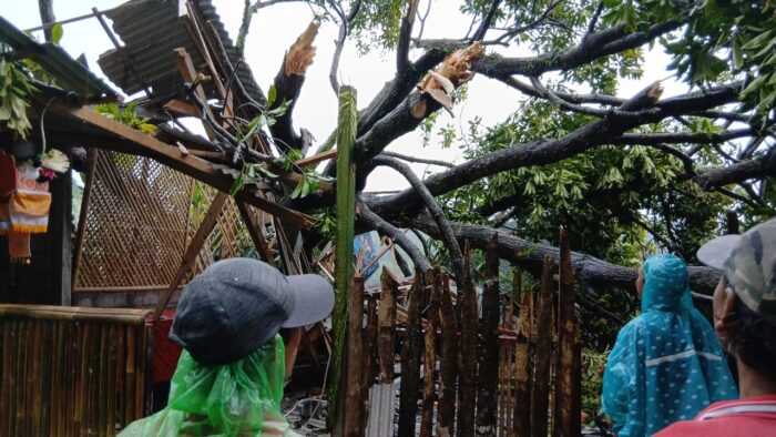 Tertimpa Pohon Aren, Ni Rumpyak Dilarikan ke Rumah Sakit
