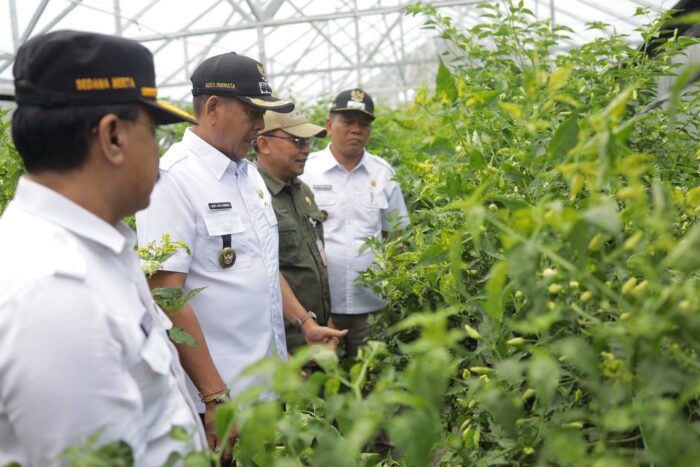 gus-par-guru-pandu-panen-perdana-cabai-rawit-di-seraya