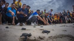 gus-par-guru-pandu-lepas-puluhan-tukik-di-pantai-virgin-bugbug