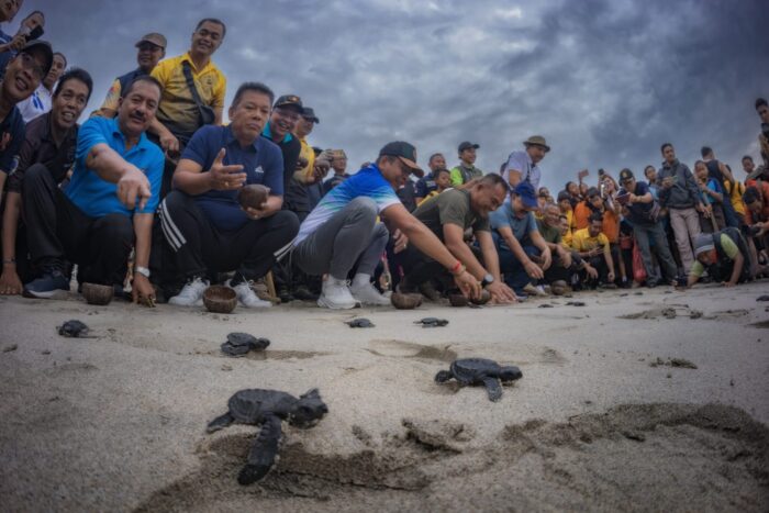 gus-par-guru-pandu-lepas-puluhan-tukik-di-pantai-virgin-bugbug