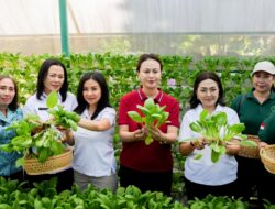 Diperpa Badung Gelar Pelatihan Olahan Pangan Non-Beras dan Panen Sayur Hidroponik