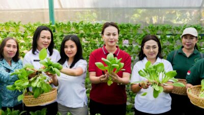 Diperpa Badung Gelar Pelatihan Olahan Pangan Non-Beras dan Panen Sayur Hidroponik