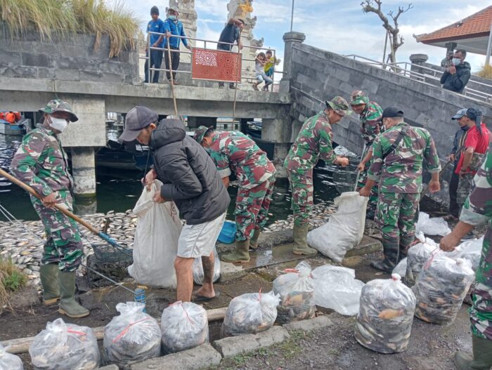 personel-gabungan-bersihkan-ribuan-ikan-mati-di-danau-batur-kintamani-bangli