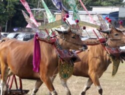 Sampi Gerumbungan, Simbol Ketekunan dan Kekayaan Budaya Buleleng di Ajang Lovina Festival 2025