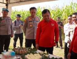 Pemkab Buleleng dan Polres Buleleng Panen serta Launching Jagung Goak Poleng