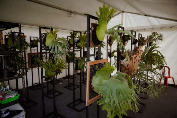aneka-jenis-simbar-dipamerkan-di-mangupura-platycerium-exhibition