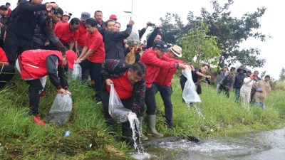 HUT ke-79 Megawati, PDIP Bali Merawat Pertiwi dengan Tanam Pohon dan Lepas Ribuan Ikan di Danau Buyan