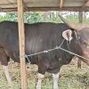 Sapi Presiden dari Rendang Seharga Rp 54 Juta