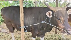Sapi Presiden dari Rendang Seharga Rp 54 Juta