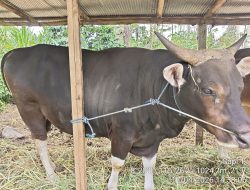 Sapi Presiden dari Rendang Seharga Rp 54 Juta