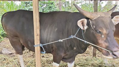 Sapi Presiden dari Rendang Seharga Rp 54 Juta