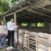 Maling Sapi Jelang Idul Adha Dibekuk