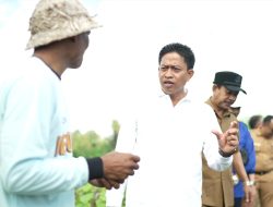 Diperpa Badung Segera Tanam Cabai di Lahan 42 Hektare, Target Produksi 420 Ton