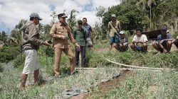 Gus Par Buktikan Komitmen, Air Mengalir dan Petani Subak Samuh Panen di Musim Kemarau