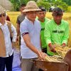 Buleleng Panen Padi Bridantara 8, Tembus 10 Ton per Hektare di Tengah Kemarau