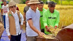 Buleleng Panen Padi Bridantara 8, Tembus 10 Ton per Hektare di Tengah Kemarau