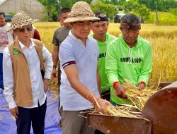 Buleleng Panen Padi Bridantara 8, Tembus 10 Ton per Hektare di Tengah Kemarau