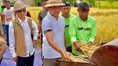 Buleleng Panen Padi Bridantara 8, Tembus 10 Ton per Hektare di Tengah Kemarau