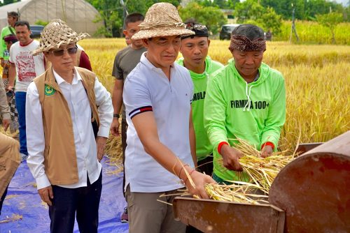 buleleng-panen-padi-bridantara-8-tembus-10-ton-per-hektare-di-tengah-kemarau