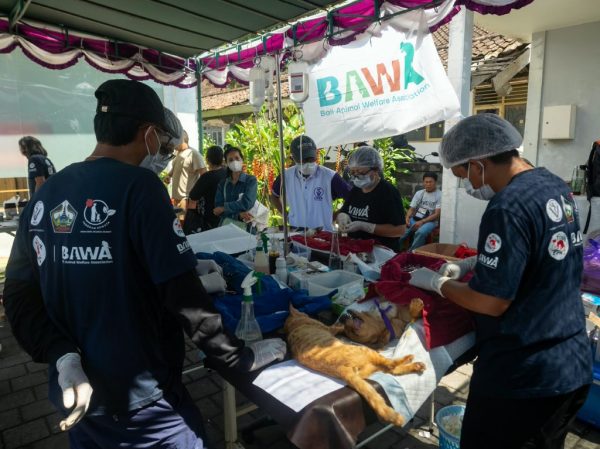 peringati-hari-rabies-sedunia-2026-pemkab-bangli-gandeng-bawa-dan-four-paws-perkuat-pencegahan-rabies