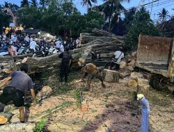 Pohon Beringin Ratusan Tahun Tumbang Timpa Bale Pegongan di Pura Pemaksan Sengkidu